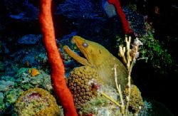 Big Greeny in Roatan Hondurus-Sea&Sea MM II Ex single strobe by Michael Shope 